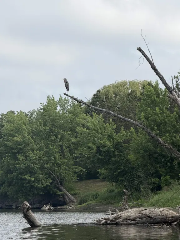 A heron seen while canoeing on the Mississippi